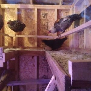 Poop board and roost - got this idea from this website and I love it!