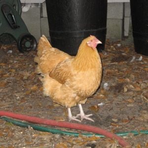 One of the pullets for my breeding flock for 2013.