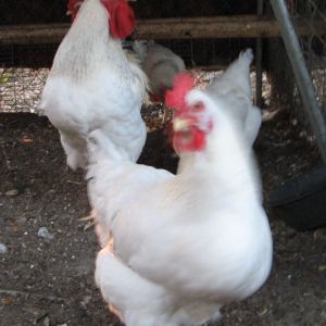 The Delawares at 7 months.  The pullets are laying daily and have developed good size.