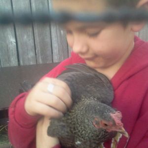 He was able to catch her and pet her! He loves our chickens!