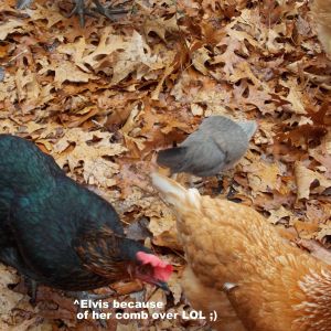 Our Chickens :D