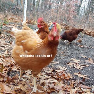 Our Chickens :D