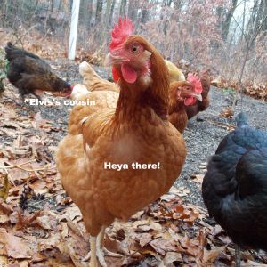 Our Chickens :D