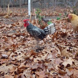 Our Chickens :D