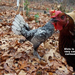 Our Chickens :D