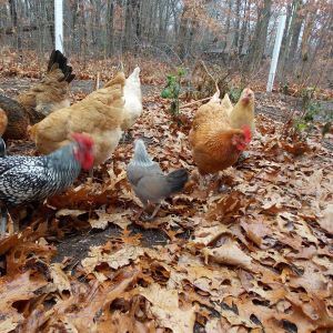 Our Chickens :D