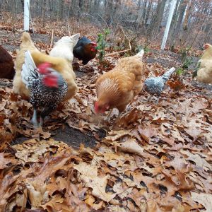 Our Chickens :D