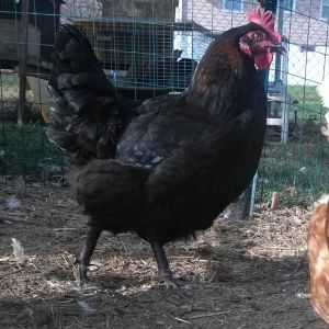 one of my hard working Black Copper hens
hows that for breed standard!!!! 
she could be a  champion