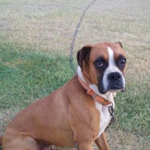 Our dog Pheonix