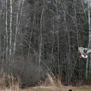 Koda with the call ducks.