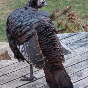 Betty again. She's a beautiful young Eastern Wild Turkey hen.