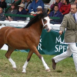 Lena at The 2003 Royal Welsh SHow