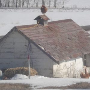 chick on a spring tin roof