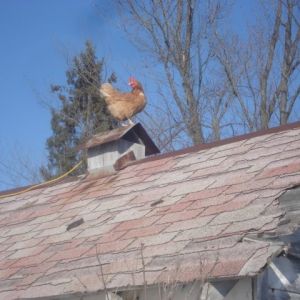 chick on a spring tin roof 2