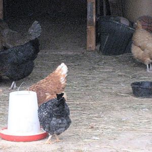 Girls in the hen house