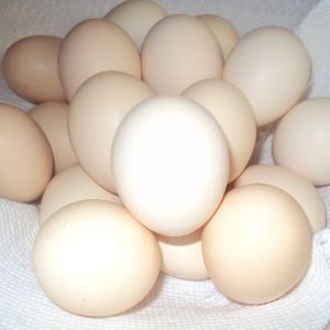 My Cochin bantam and silkie eggs
