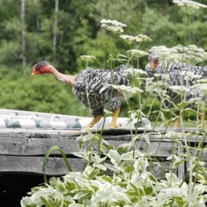 NN boys enjoying the summer