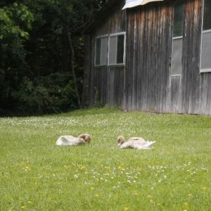 Tilly & Rosa as young goslings eating the grass.