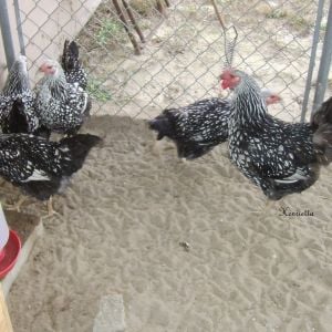 4 babies being cornered by dominant Cleo, its been her home for 6 months now