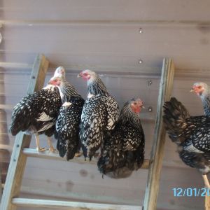 traded in 2 leghorns for a momma & 4 pullets, love my Wyandottes!  Cleo is in front on the box hearding everyone up in the corner