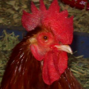 My Bantam Cochin Rooster
