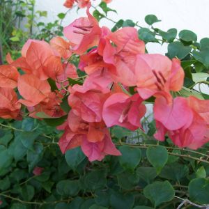 Alabama Sunset bougainvillea