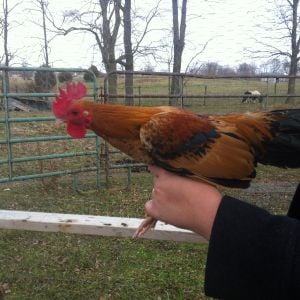 Tak the rooster gun