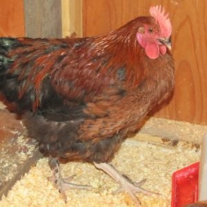 Mixed Marans rooster