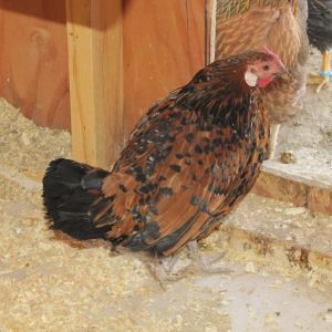 Golden Spangled Hamburg