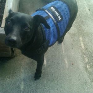 reggie. one of my service dogs