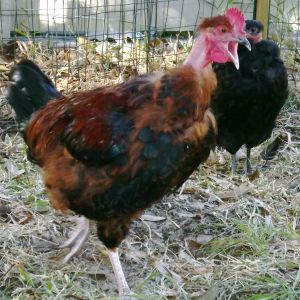 this pic cracks me up ....looks like Fred is yelling at me for taking his picture!