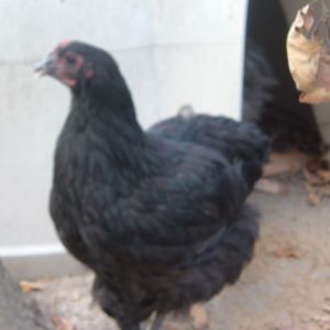 12 weeks.  Black pullet?