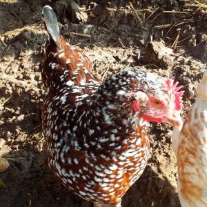 Solembum - Speckled Sussex (my son named her and all the chickens)