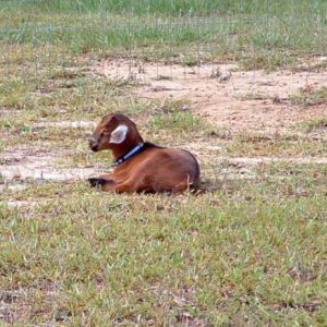 Our Mini-Nubian Lightning as a kid.