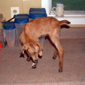 Hershey when she was a kid. Her mother never got milk so I bottle fed her from day one till weaning. She still doesn't believe she is a goat. :)