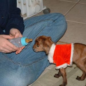 Willy at about a week old. He was tiny when he was born. That Santa jacket he is wearing (to help keep him warm) is off one of my daughter's webkinz.