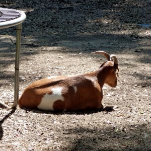 Willy laying in the sun.