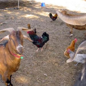 Goats and chickens.