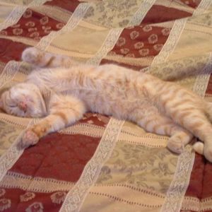 Our cat Whiskers taking a nap on my bed.