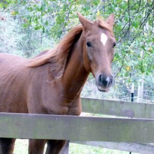 Our three year old Arabian x Quarter Horse Starlight.