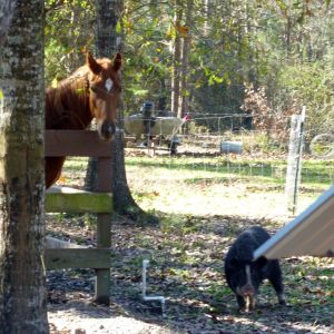 Starlight keeping an eye on the wild boar that was visiting her.