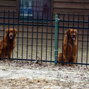 Our Golden Retreivers Scooby and Caesar.