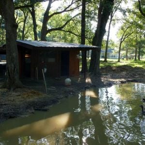 A close up of the left side of the house. At this point, I was using this coop to house juvenile waterfowl, which is why their is a small fence around the front.