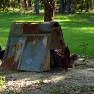 The "chicken space shuttle". We used a pallet, some plywood, and metal roofing to make this little nesting box. I put it out by the front pond because I was tired of the little devils laying eggs under the blueberry bushes.