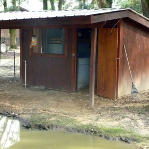 A view of the coop after the juvenile fence was removed.