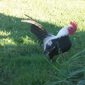 Silver Duckwing Old English Game Bantam Cockerle