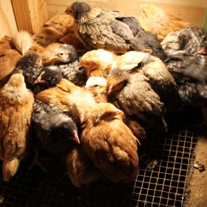 My RIR and BR chicks
