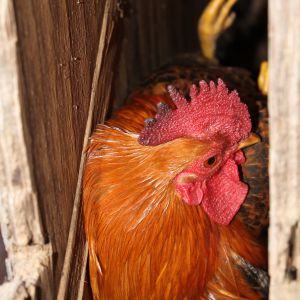 um...how did this even happen dude?  Carlos my bantam rooster got himself in a bit of a bind. Goofy rooster.