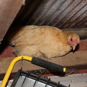 Cochin Bantam - Blondie