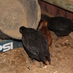 Second batch of chicks- giant mystery chickens